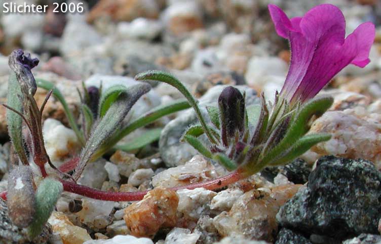 Desert Purple Mat, Purple Mat, Purplemat: Nama demissa var. demissa (Synonym: Nama demissa var. deserti)