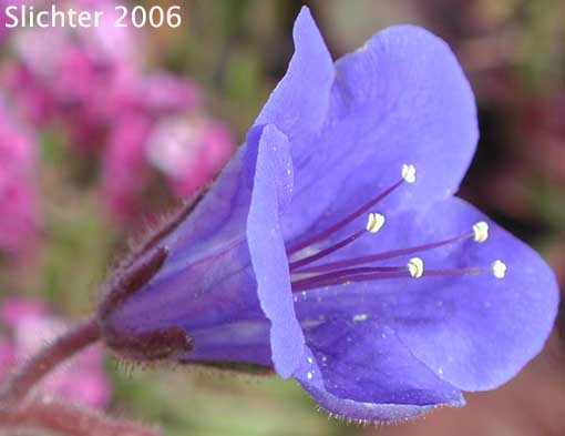 Desertbells, Desert Bells, Desert Bluebells: Phacelia campanularia var. campanularia (Synonyms: Phacelia campanularia ssp. campanularia, Phacelia minor var. campanularia)