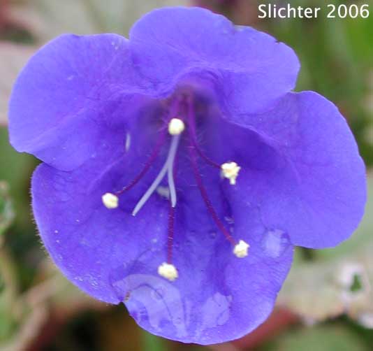 Desertbells, Desert Bells, Desert Bluebells: Phacelia campanularia var. campanularia (Synonyms: Phacelia campanularia ssp. campanularia, Phacelia minor var. campanularia)