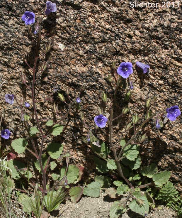 Desert Bluebells: Phacelia campanularia var. vasiformis (Synonym: Phacelia campanularia ssp. vasiformis)