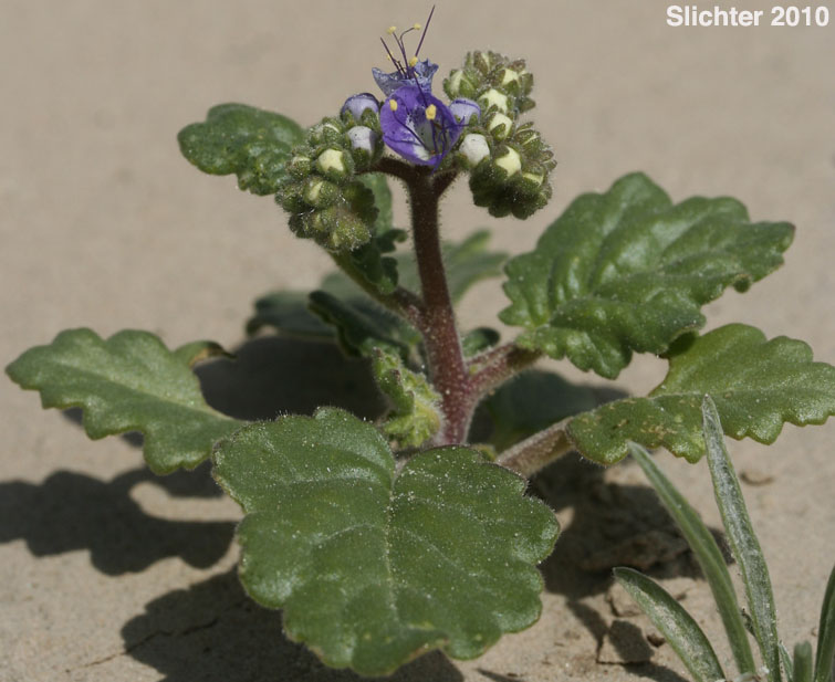 Heliotrope Phacelia, Notch-leaved Phacelia, Purplestem Phacelia: Phacelia crenulata var. ambigua