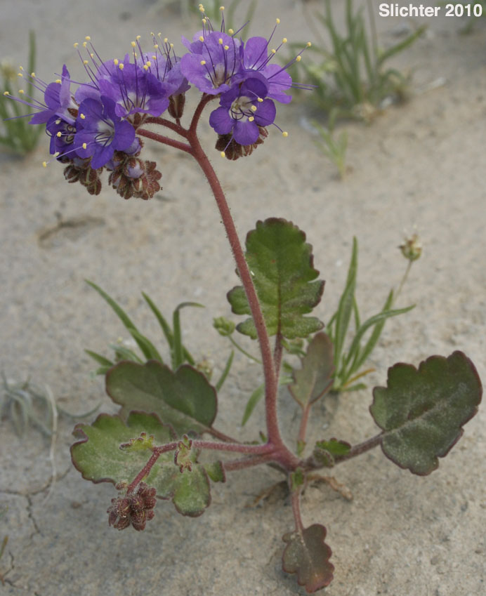 Heliotrope Phacelia, Notch-leaved Phacelia, Purplestem Phacelia: Phacelia crenulata var. ambigua