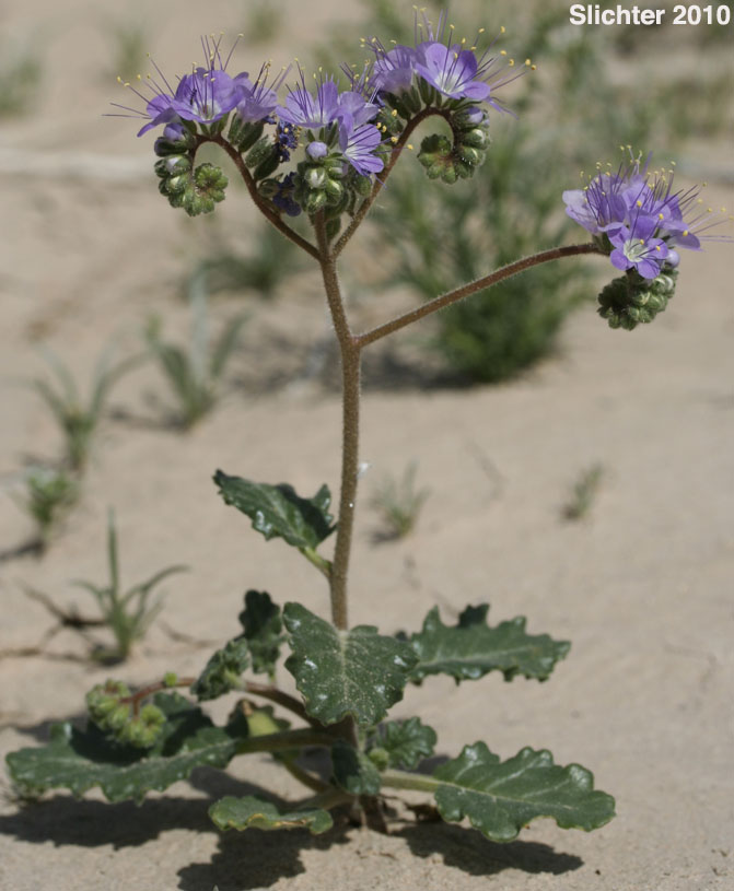 Heliotrope Phacelia, Notch-leaved Phacelia, Purplestem Phacelia: Phacelia crenulata var. ambigua