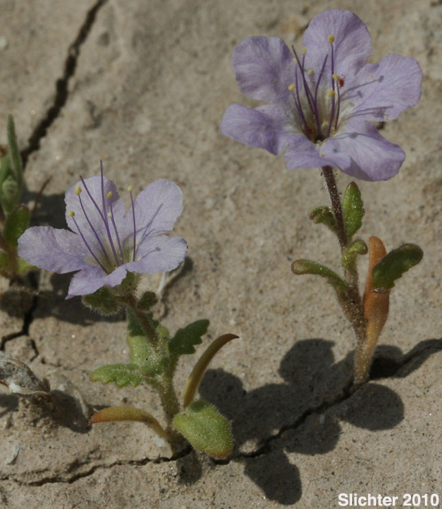 Heliotrope Phacelia, Notch-leaved Phacelia, Purplestem Phacelia: Phacelia crenulata var. ambigua