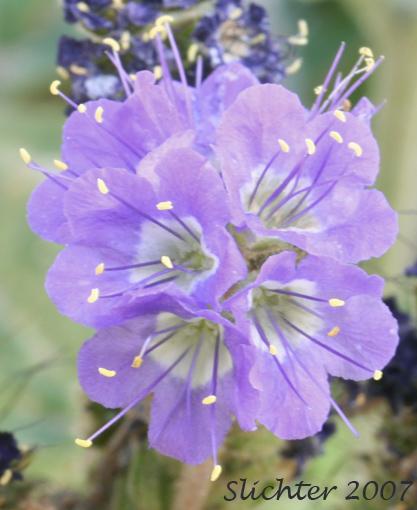 Heliotropes and Phacelias: The Genus Phacelia in the Mountains and Deserts of the American Southwest