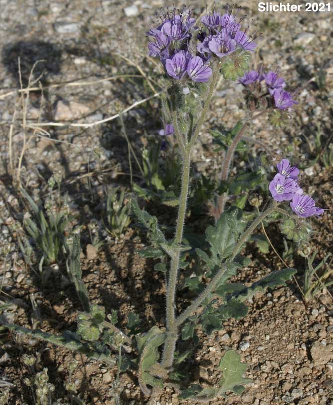 Heliotrope Phacelia, Notch-leaved Phacelia, Purplestem Phacelia: Phacelia crenulata var. ambigua