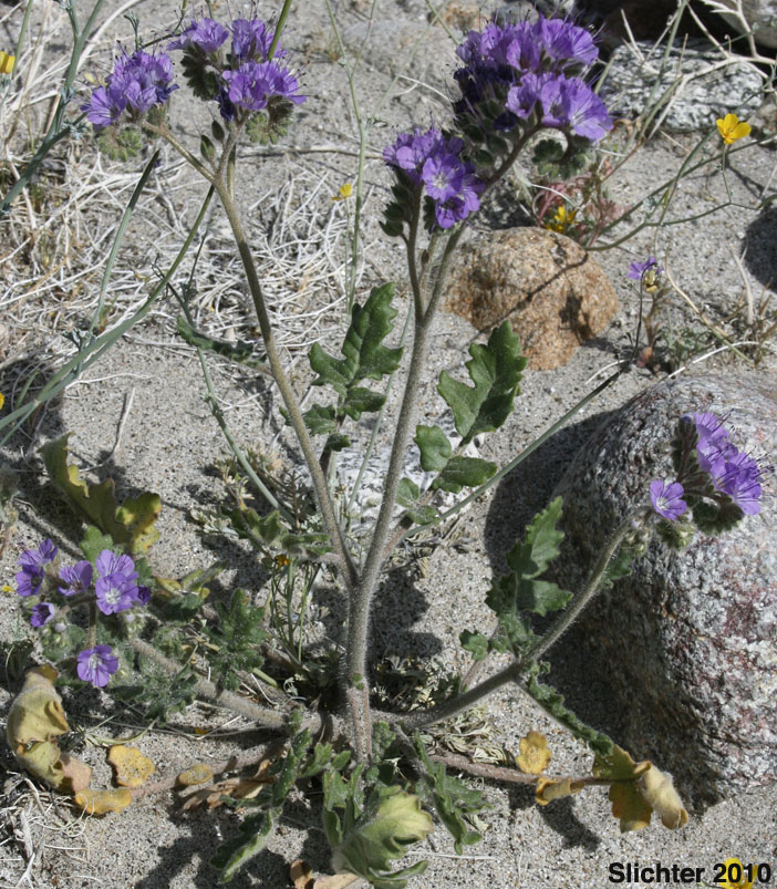 Heliotrope Phacelia, Notch-leaved Phacelia, Purplestem Phacelia: Phacelia crenulata var. ambigua