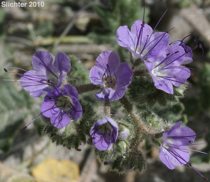 Heliotrope Phacelia, Notch-leaved Phacelia, Purplestem Phacelia: Phacelia crenulata var. ambigua