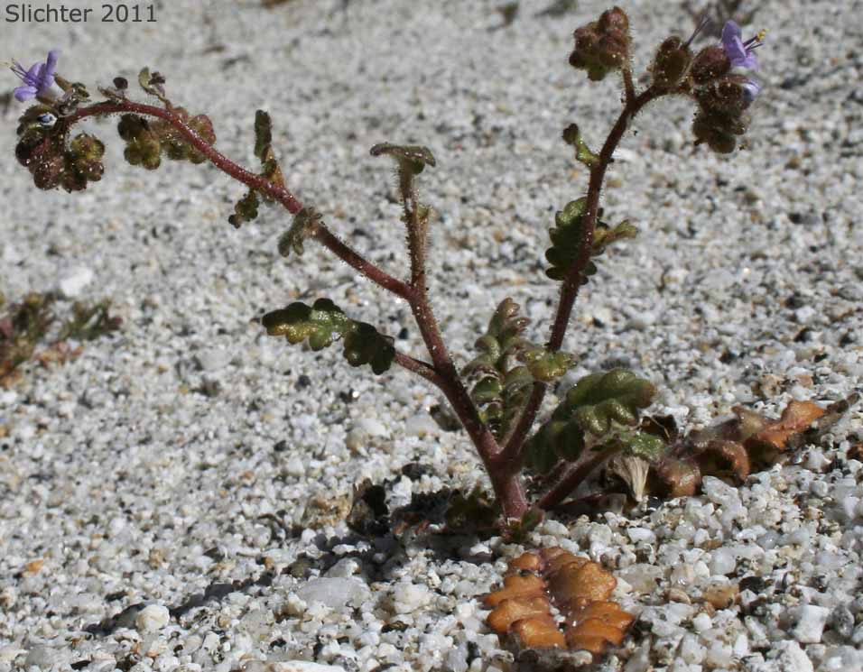 Cleftleaf Wildheliotrope, Heliotrope Phacelia, Notch-leaved Phacelia: Phacelia crenulata var. crenulata (Synonyms: Phacelia crenulata var. funerea, Phacelia crenulata var vulgaris, Phacelia intermedia)