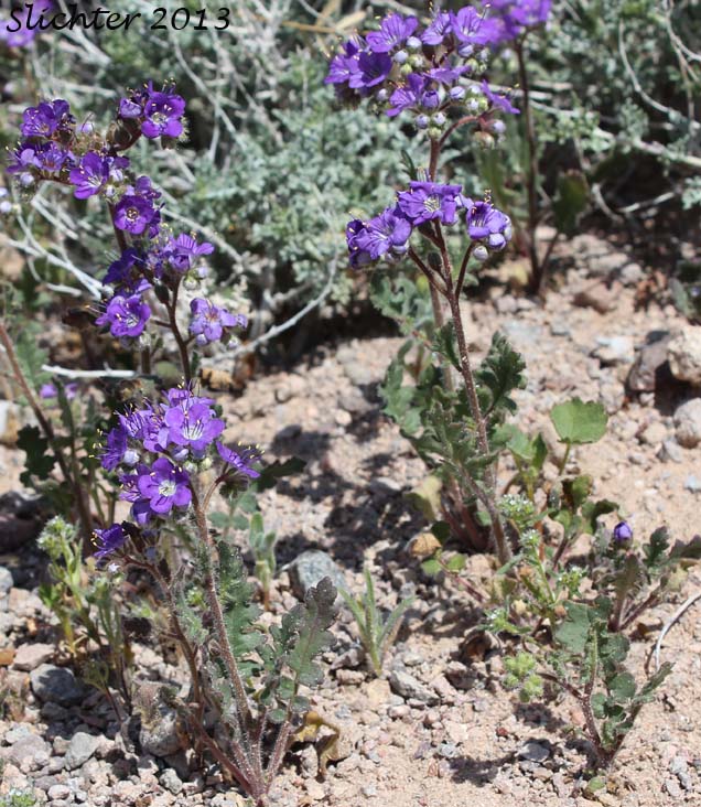 Cleftleaf Wildheliotrope, Heliotrope Phacelia, Notch-leaved Phacelia: Phacelia crenulata var. crenulata (Synonyms: Phacelia crenulata var. funerea, Phacelia crenulata var vulgaris, Phacelia intermedia)