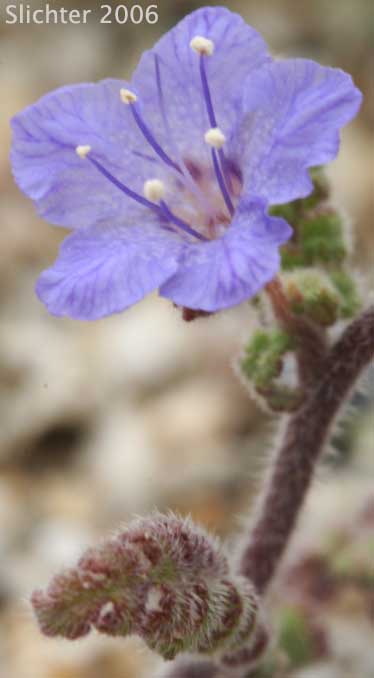 Distant Phacelia, Common Phacelia, Wild Heliotrope: Phacelia distans (Synonyms: Phacelia distans var. australis, Phacelia cinerea)