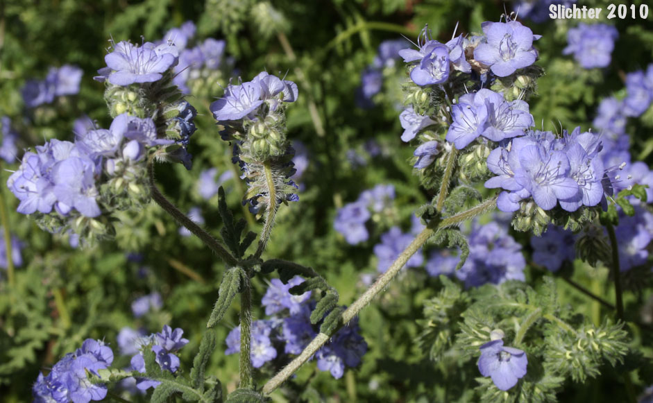 Distant Phacelia, Common Phacelia, Wild Heliotrope: Phacelia distans (Synonyms: Phacelia distans var. australis, Phacelia cinerea)