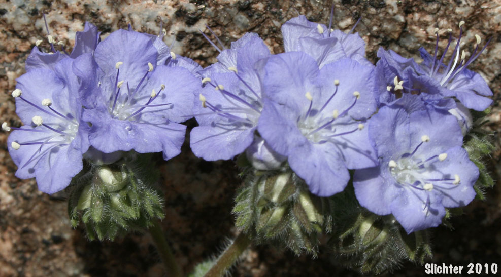 Distant Phacelia, Common Phacelia, Wild Heliotrope: Phacelia distans (Synonyms: Phacelia distans var. australis, Phacelia cinerea)