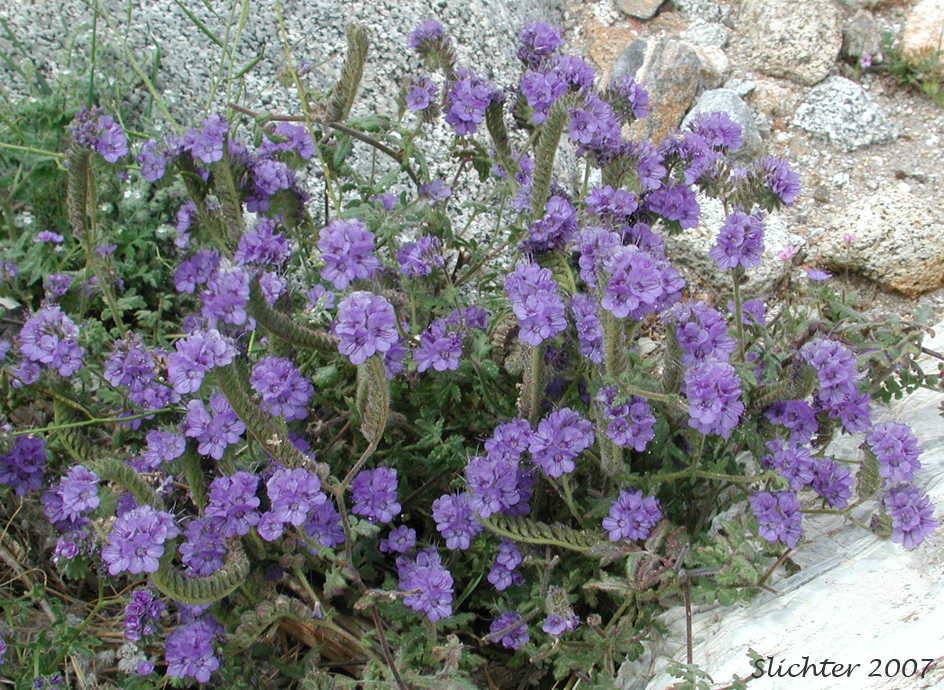 Distant Phacelia, Common Phacelia, Wild Heliotrope: Phacelia distans (Synonyms: Phacelia distans var. australis, Phacelia cinerea)