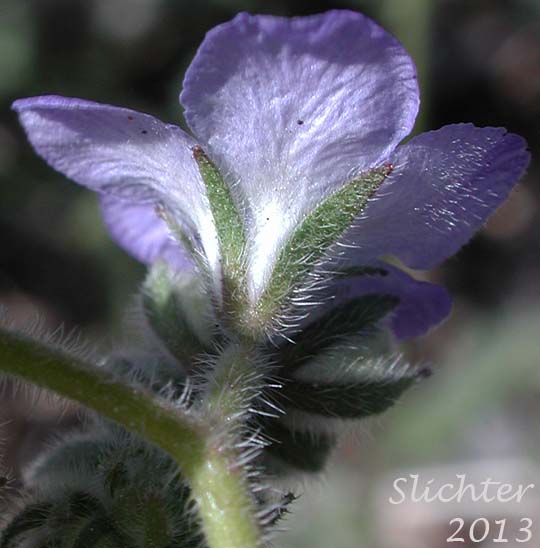 Sepals of Distant Phacelia, Common Phacelia, Wild Heliotrope: Phacelia distans (Synonyms: Phacelia distans var. australis, Phacelia cinerea)