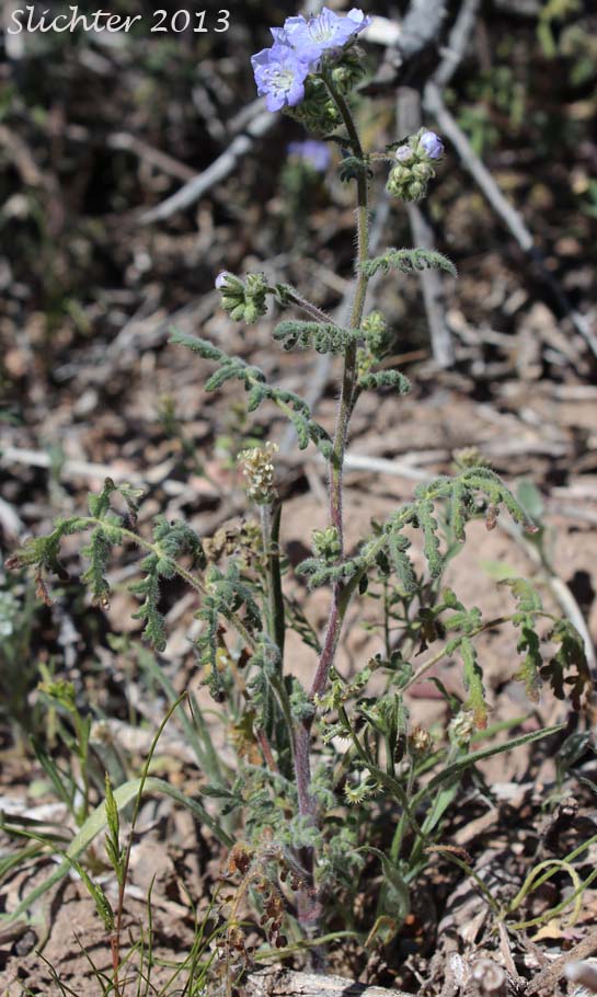 Distant Phacelia, Common Phacelia, Wild Heliotrope: Phacelia distans (Synonyms: Phacelia distans var. australis, Phacelia cinerea)