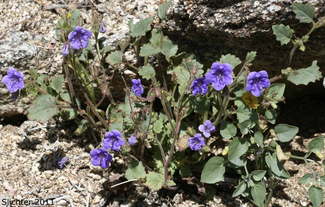 California Bluebell, Wild Canterbury Bells: Phacelia minor (Synonyms: Phacelia minor var. whitlavia, Phacelia whitlavia, Phacelia whitlavia var. jonesii, Whitlavia grandiflora, Whitlavia minor)