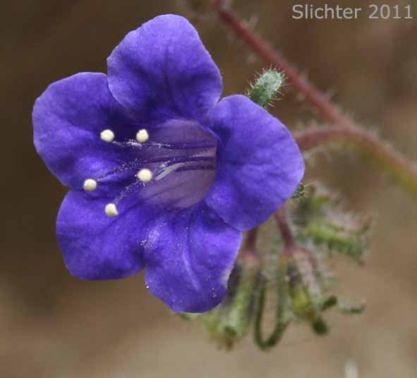 Flower of California Bluebell, Wild Canterbury Bells: Phacelia minor (Synonyms: Phacelia minor var. whitlavia, Phacelia whitlavia, Phacelia whitlavia var. jonesii, Whitlavia grandiflora, Whitlavia minor)