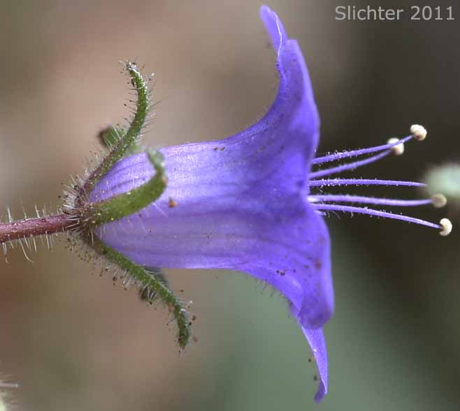 Sideview of the corolla of California Bluebell, Wild Canterbury Bells: Phacelia minor (Synonyms: Phacelia minor var. whitlavia, Phacelia whitlavia, Phacelia whitlavia var. jonesii, Whitlavia grandiflora, Whitlavia minor)