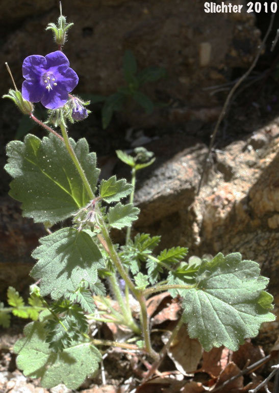 California Bluebell, Wild Canterbury Bells: Phacelia minor (Synonyms: Phacelia minor var. whitlavia, Phacelia whitlavia, Phacelia whitlavia var. jonesii, Whitlavia grandiflora, Whitlavia minor)