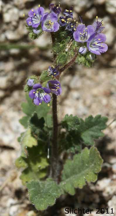 Cleftleaf Wildheliotrope, Little-flowered Heliotrope Phacelia: Phacelia crenulata var. minutiflora (Synonyms: Phacelia ambigua var. minutiflora, Phacelia minutiflora)