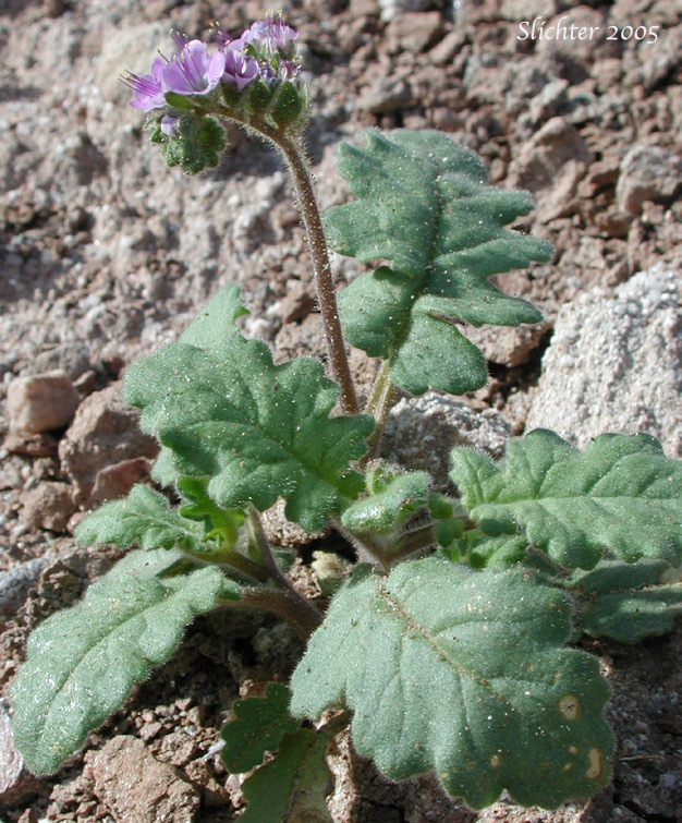 Cleftleaf Wildheliotrope, Little-flowered Heliotrope Phacelia: Phacelia crenulata var. minutiflora (Synonyms: Phacelia ambigua var. minutiflora, Phacelia minutiflora)