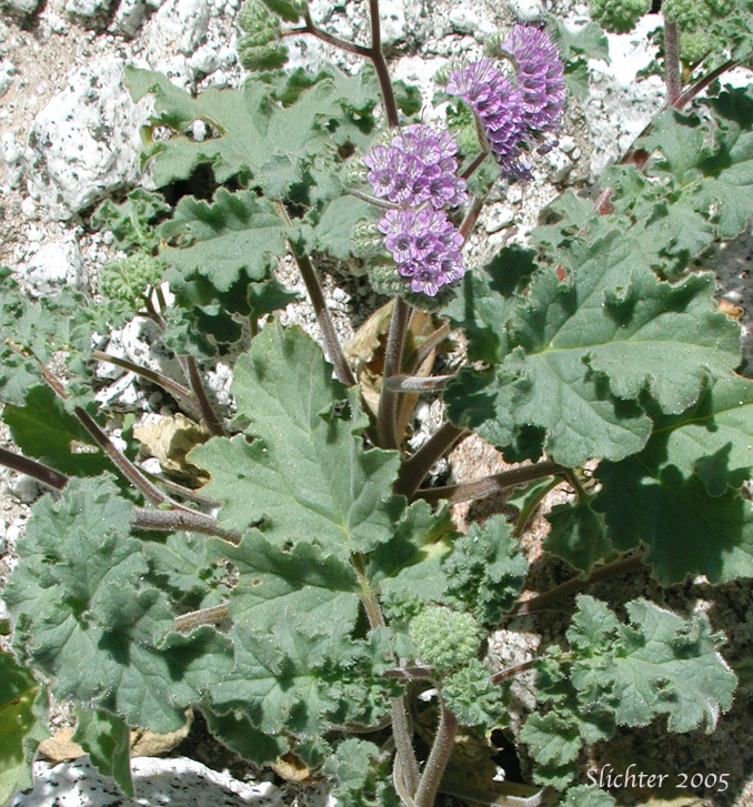 Pedicellate Phacelia, Specter Phacelia: Phacelia pedicellata