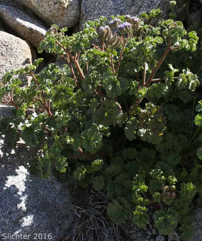 Pedicellate Phacelia, Specter Phacelia: Phacelia pedicellata