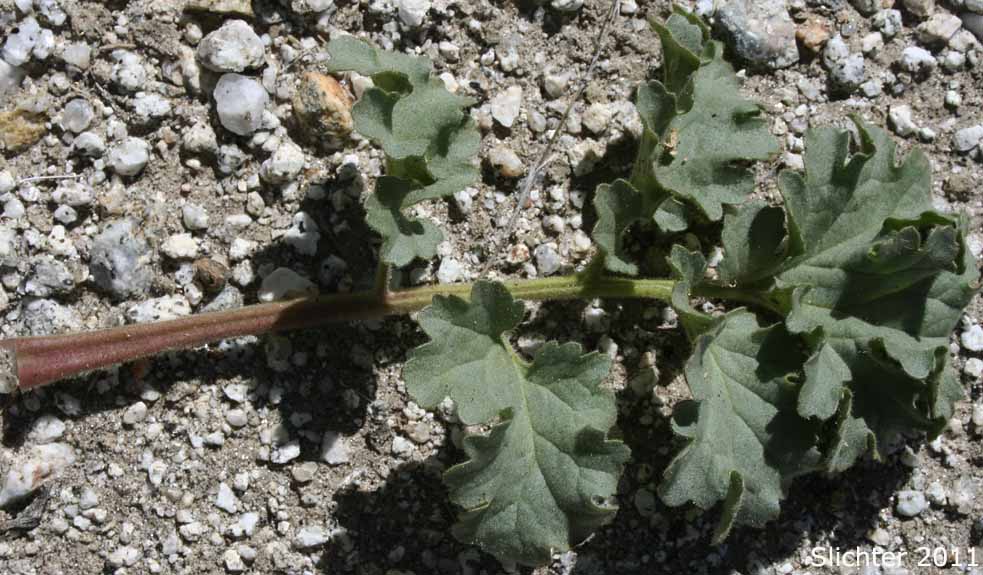 Leaf of Pedicellate Phacelia, Specter Phacelia: Phacelia pedicellata