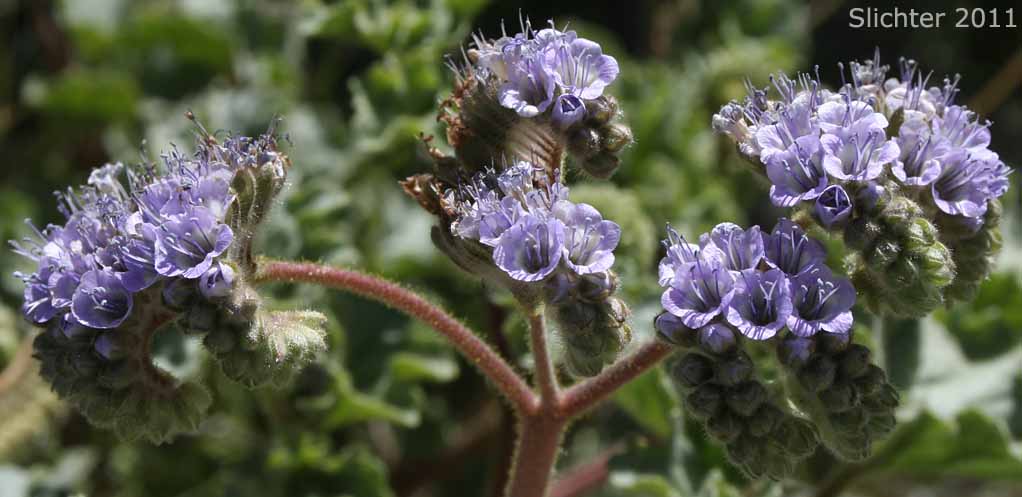 Inflorescence of Pedicellate Phacelia, Specter Phacelia: Phacelia pedicellata
