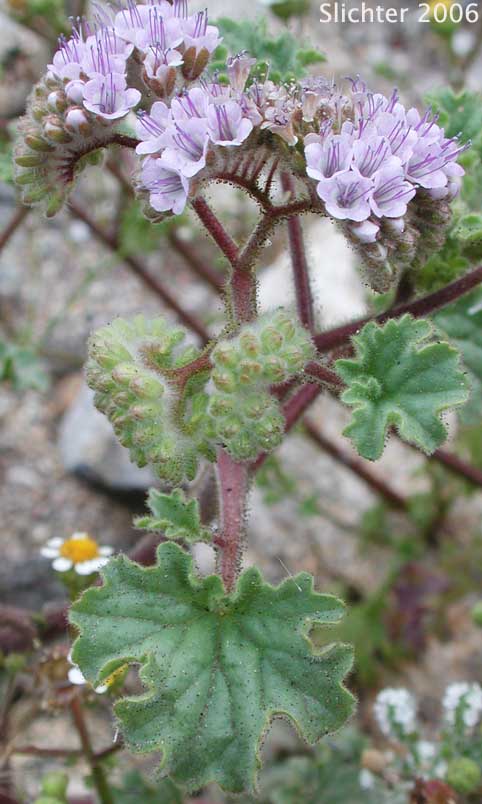 Pedicellate Phacelia, Specter Phacelia: Phacelia pedicellata