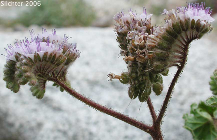 Pedicellate Phacelia, Specter Phacelia: Phacelia pedicellata