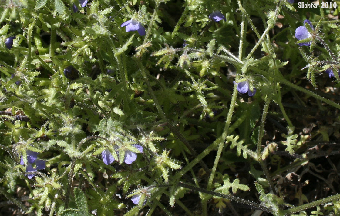 Blue Fiestaflower, Blue Fiesta Flower, Fiesta Flower: Pholistoma auritum var. auritum