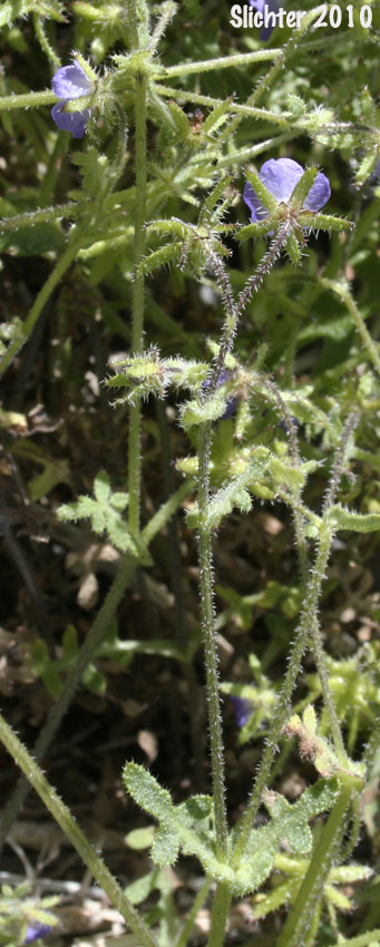 Blue Fiestaflower, Blue Fiesta Flower, Fiesta Flower: Pholistoma auritum var. auritum