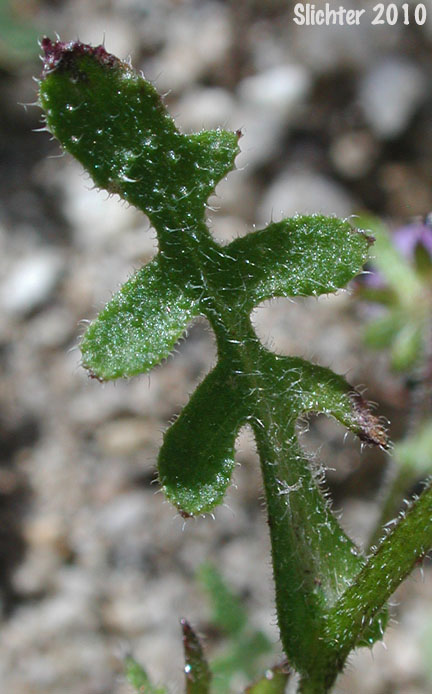 Blue Fiestaflower, Blue Fiesta Flower, Fiesta Flower: Pholistoma auritum var. auritum