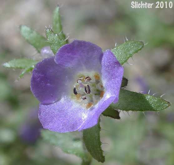 Blue Fiestaflower, Blue Fiesta Flower, Fiesta Flower: Pholistoma auritum var. auritum