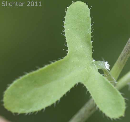 Stem leaf of White Fiestaflower, White Fiesta Flower: Pholistoma membranaceum