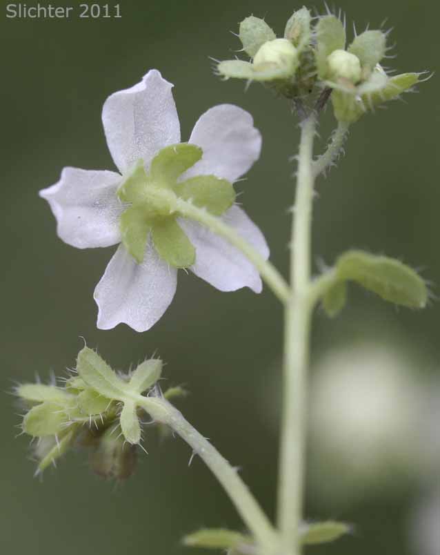 White Fiestaflower, White Fiesta Flower: Pholistoma membranaceum