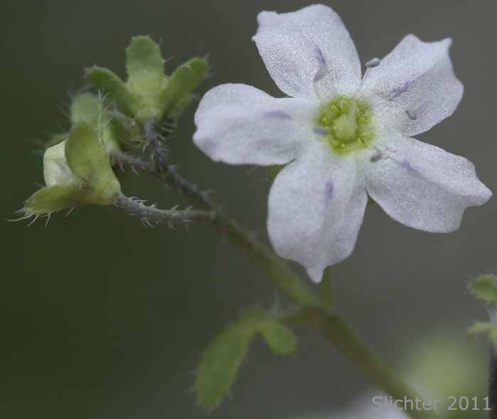 White Fiestaflower, White Fiesta Flower: Pholistoma membranaceum