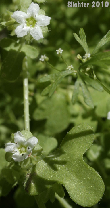 White Fiestaflower, White Fiesta Flower: Pholistoma membranaceum