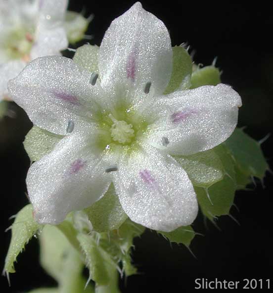Flower of White Fiestaflower, White Fiesta Flower: Pholistoma membranaceum