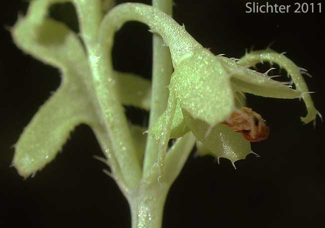 Calyx of White Fiestaflower, White Fiesta Flower: Pholistoma membranaceum