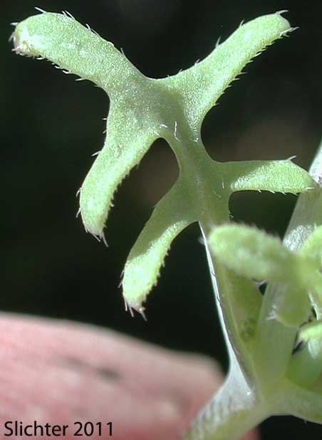 Stem leaf of White Fiestaflower, White Fiesta Flower: Pholistoma membranaceum