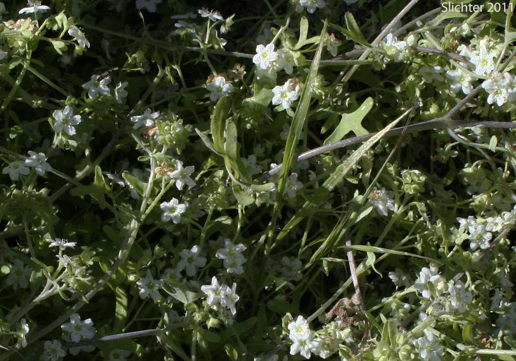 White Fiestaflower, White Fiesta Flower: Pholistoma membranaceum