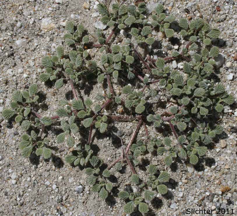 Fan-leaf Crinklemat, Plicate Coldenia: Tiquilia plicata