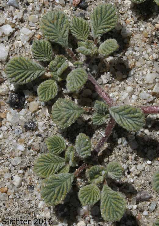 Fan-leaf Crinklemat, Plicate Coldenia: Tiquilia plicata