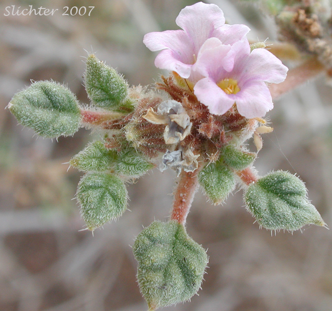 Fan-leaf Crinklemat, Plicate Coldenia: Tiquilia plicata