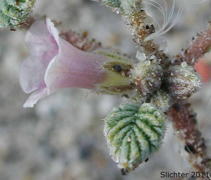 Flower and leaf of Fan-leaf Crinklemat, Plicate Coldenia: Tiquilia plicata