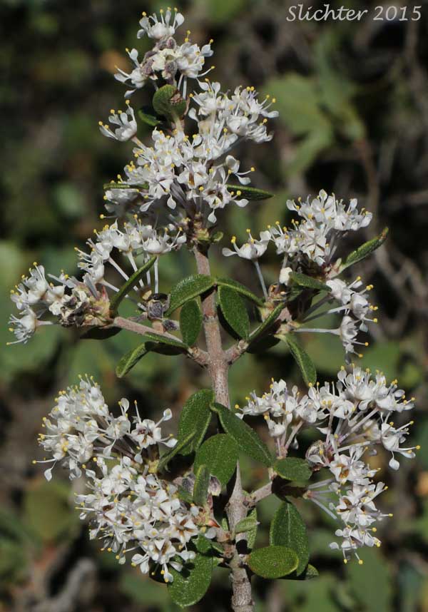 Desert Ceanothus, Gregg Ceanothus: Ceanothus greggii