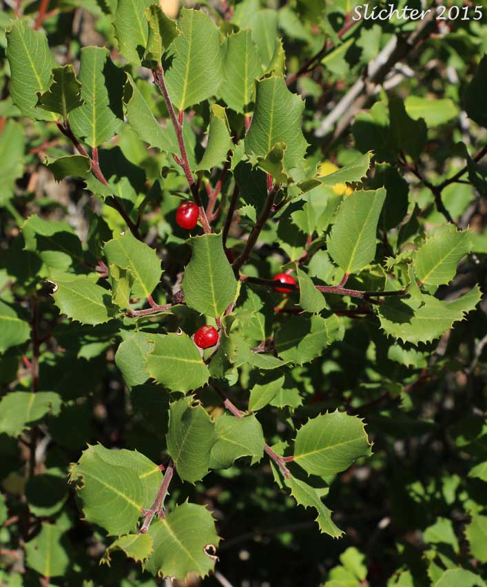 Hollyleaf Redberry, Evergreen Buckthorn: Rhamnus ilicifolia (Synonyms: Rhamnus crocea ssp. ilicifolia, Rhamnus crocea var ilicifolia)